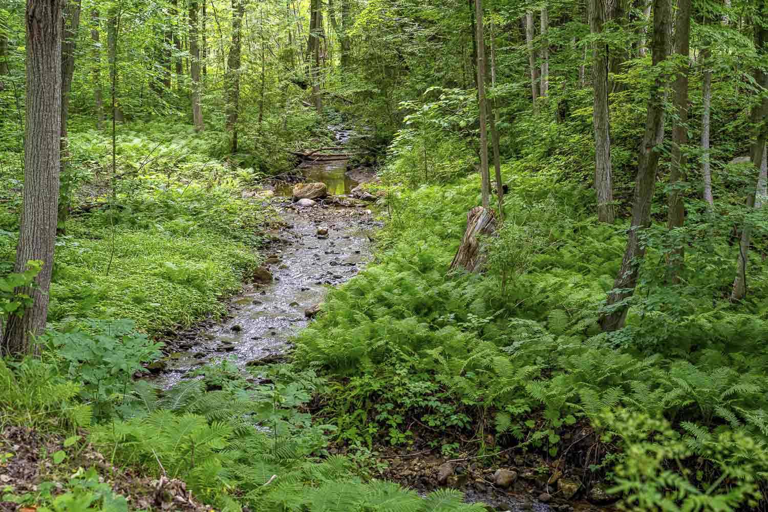 River and forest in Clearview